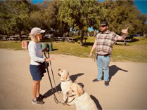 dog, dog training, leash, woman  in hat and shorts holding the leashes for 2 yellow lab dogs while a dog trainer in a plaid shirt demonstrates dog training 