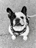dog, dog training, leash, black and white french bull dog in a harness