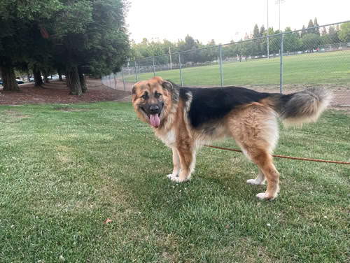 Dutch Shepherd and owner on the floor