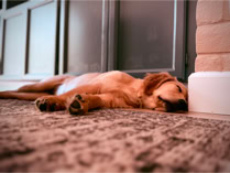 dog, dog training, sleaping glden retirever puppy on the floor