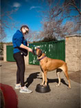 mastiff dog, boxer dog, dog training, positive reinforcement training, dog bowl 