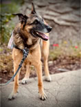 dog, dog training, leash, belgium malinois stqnding ith ears up and mouth open 