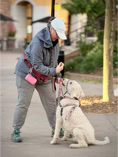 dog, dog training, leash, white labradoodle and ondwer wearing a hat