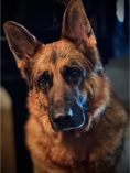 dog, dog training, german shepherd dog wuth head tilted to the side