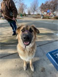 anatolian shepherd dog, dog training, dog owner, positive reinforcement training