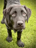 dog, dog training, black lab puppy on the grass, standing 