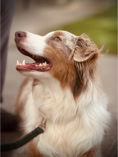 dog, dog training, whute and brown austrialian shepoherd looking up at their owner with mouth open