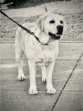dog, dog training, yellow lab on leash stnading on cement, photo is in black and white 