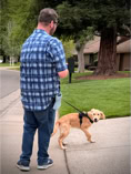 dog, dog training, leash, golden retriever puppy in harness, leash being held by talk mn in plaid shuirt and jeans  on a tree lined neighboorhood street