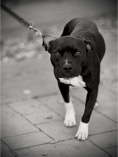 dog, dog training, leash, pit pull with black and white fur