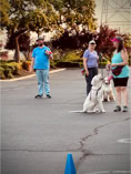 dog, dog training, 2 women in hats holdign the leash to two dogs , a white doodle and an australian shepherd while dog trainer directs them in a training senario 