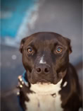 dog, dog training, brown and black and white pit pull 