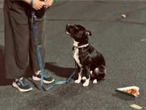 dog, dog training, leash, black and white pit bull on a blue leash looking away froma. slice of pizza on the ground