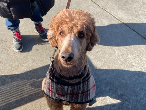 German Shepherd with owner
