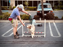 dog, dog training, leash, woman guiding australian shpherd in pvc pipe dog agility pump