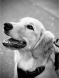 dog, dog training, golden retriever puppy wearing a harness with outh open and teeth smiling, image is in black and white